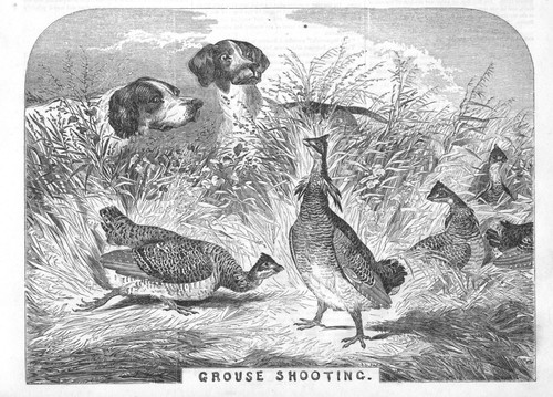 Grouse shooting hunting - shooting,