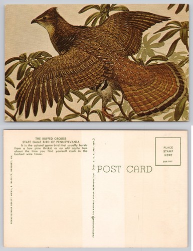 Ruffed grouse state game - grouse,