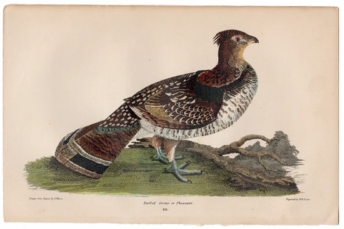 Rare wilson antique - rare, bird